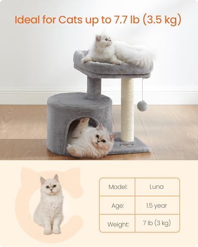 Light gray kitten climbing tower with condo — photo 4