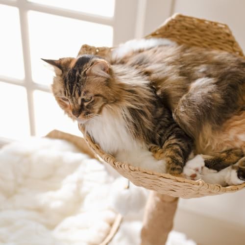 Real branch wood modern cat condo — photo 5